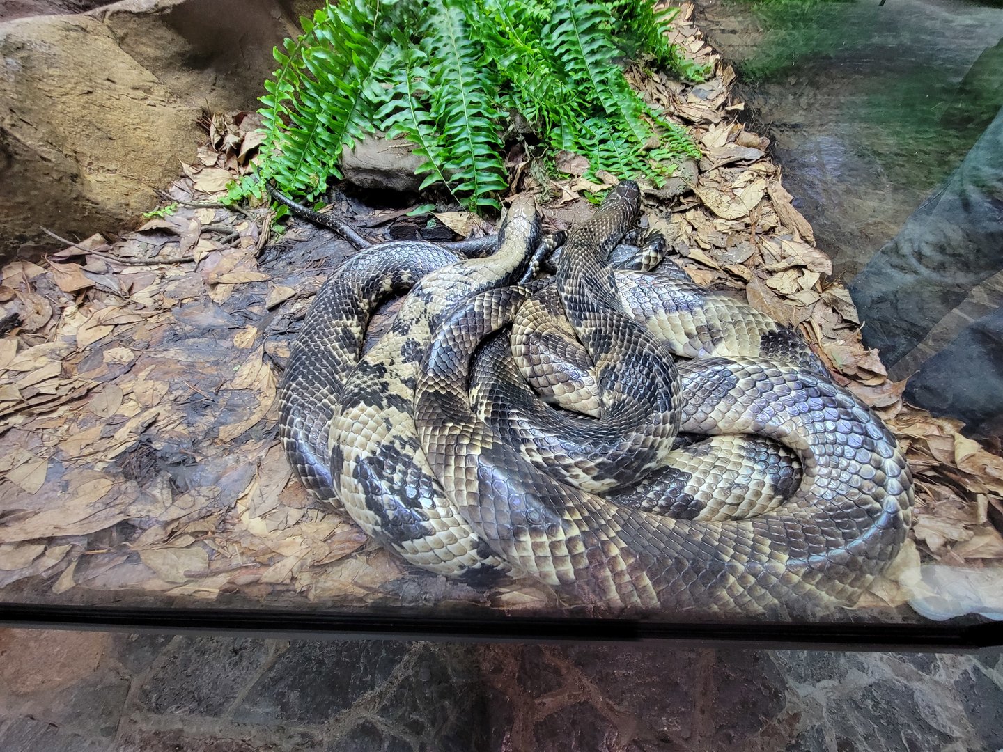 Toledo, Promedica Museum - Hall of Venom, False water cobra, Hydrodynastes gigas
