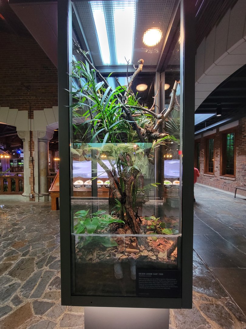 Toledo, Promedica Museum - Hall of Venom, Golden poison dart frog, Phyllobates terribilis