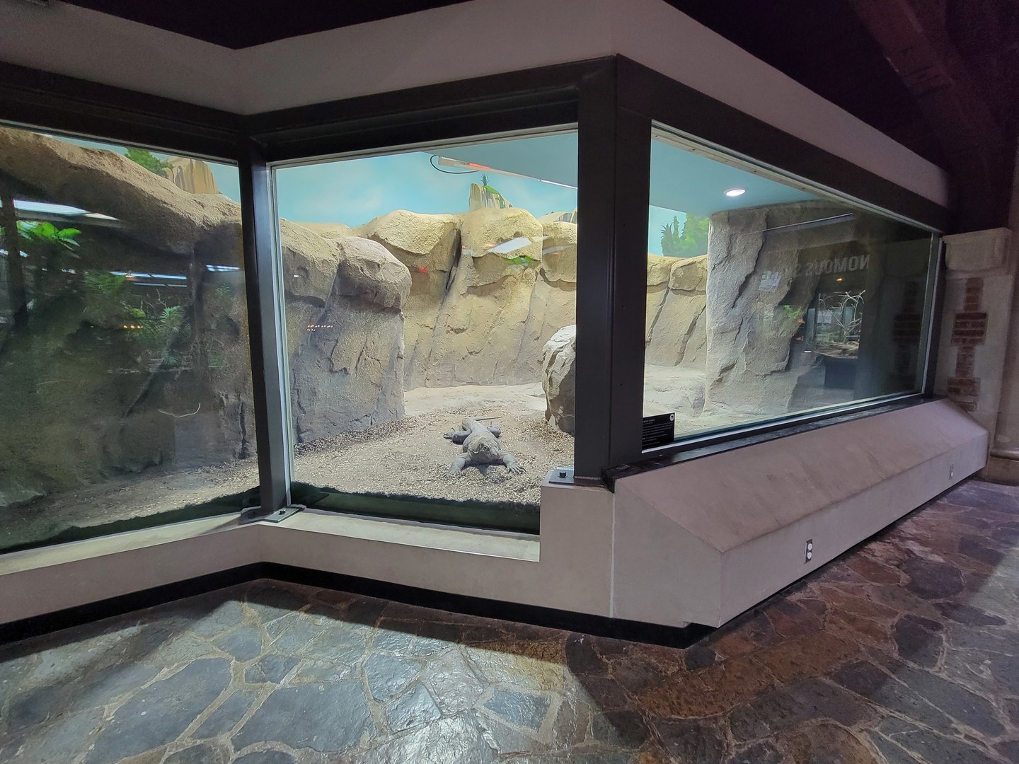 Toledo, Promedica Museum - Hall of Venom, Komodo dragon