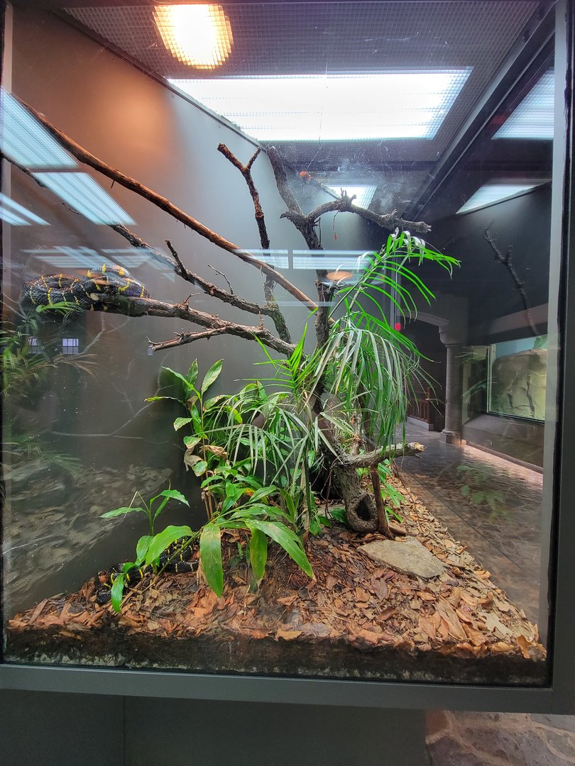 Toledo, Promedica Museum - Hall of Venom, Mangrove snake, Boiga dendrophila