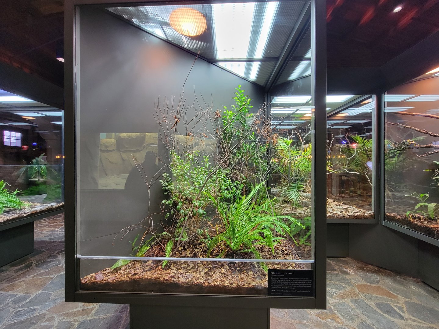 Toledo, Promedica Museum - Hall of Venom, Paradise flying snake, Chrysopelea paradisi