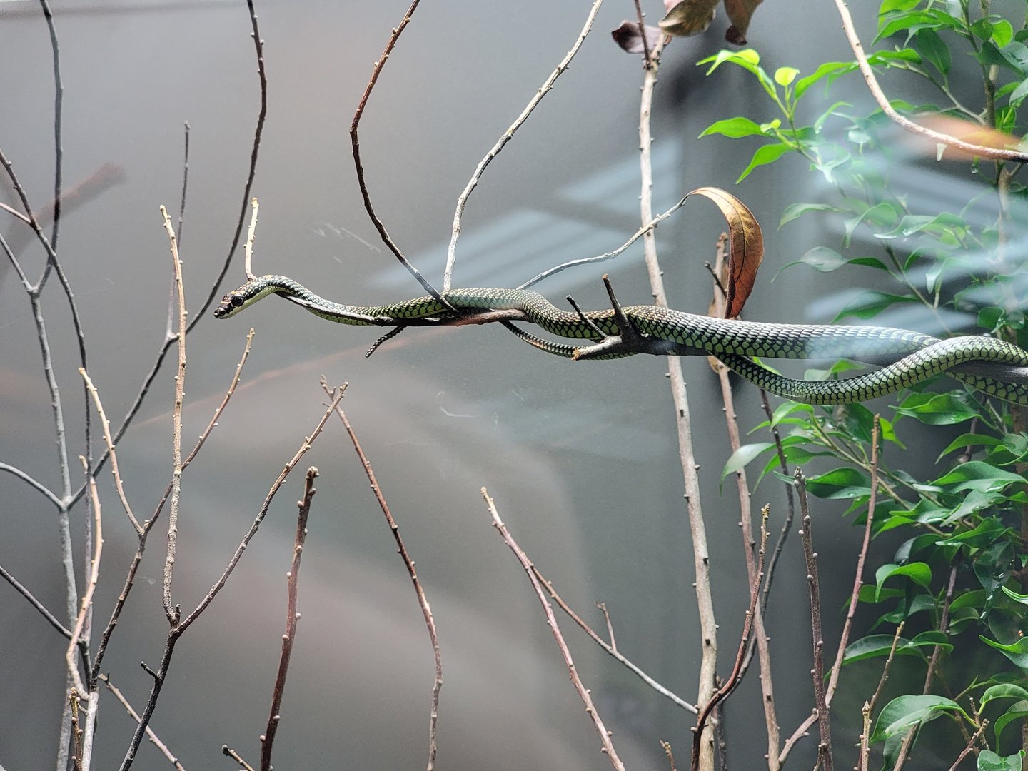 Toledo, Promedica Museum - Hall of Venom, Paradise flying snake, Chrysopelea paradisi