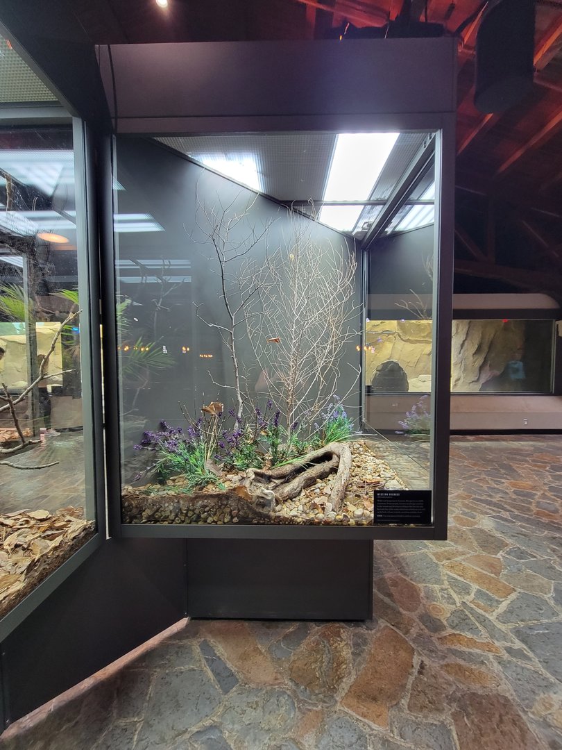 Toledo, Promedica Museum - Hall of Venom, Western hognose, Heterodon nasicus