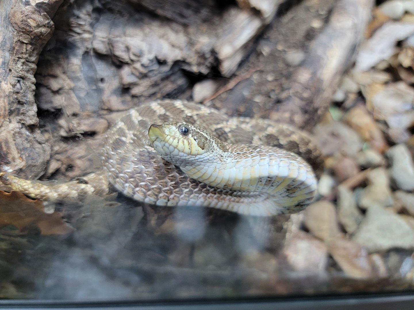 Toledo, Promedica Museum - Hall of Venom, Western hognose, Heterodon nasicus