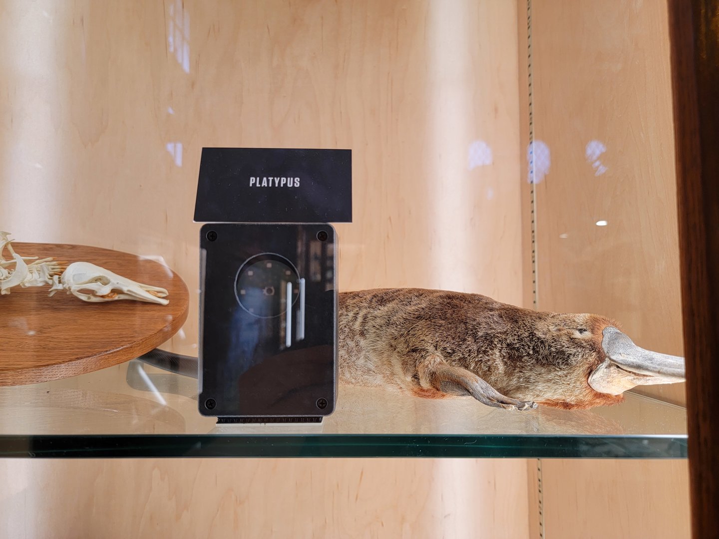 Toledo, Promedica Museum - Nature in Hand, a platypus!