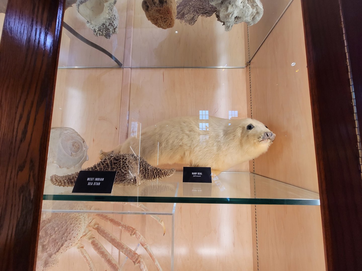 Toledo, Promedica Museum - Nature in Hand, harp seal and other sea creatures