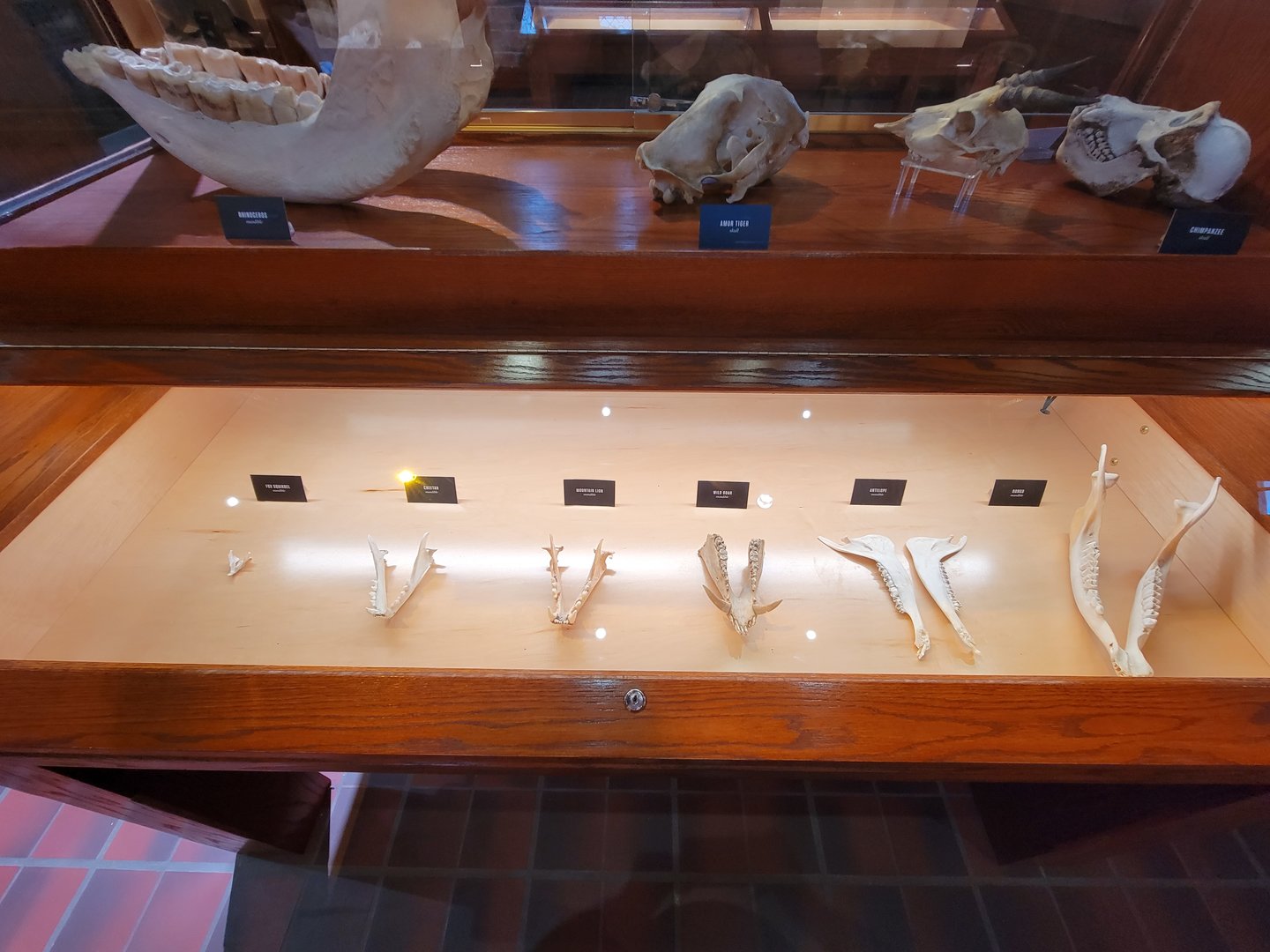 Toledo, Promedica Museum - Nature in Hand, lower jaws of some mammals