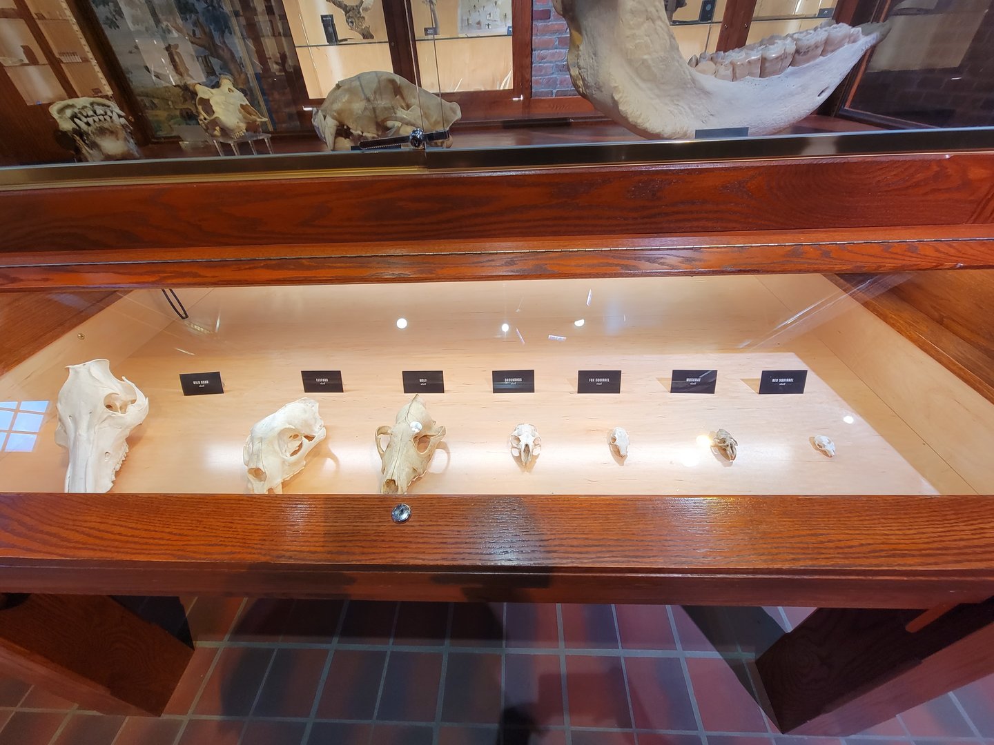 Toledo, Promedica Museum - Nature in Hand, mammal skulls