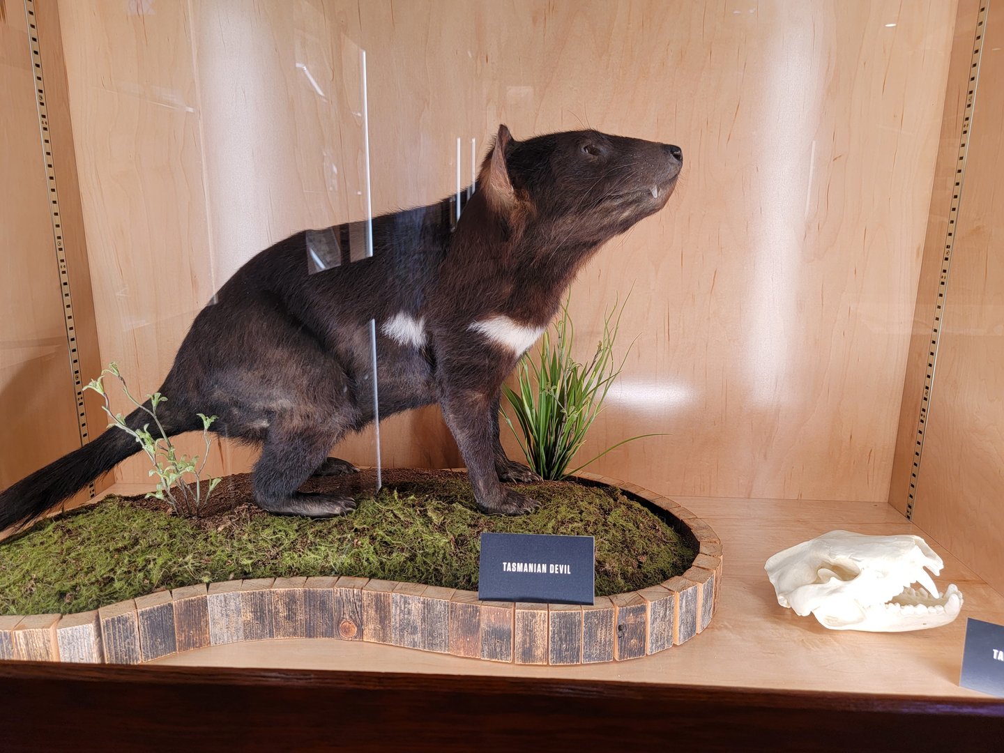 Toledo, Promedica Museum - Nature in Hand, Tasmanian devil