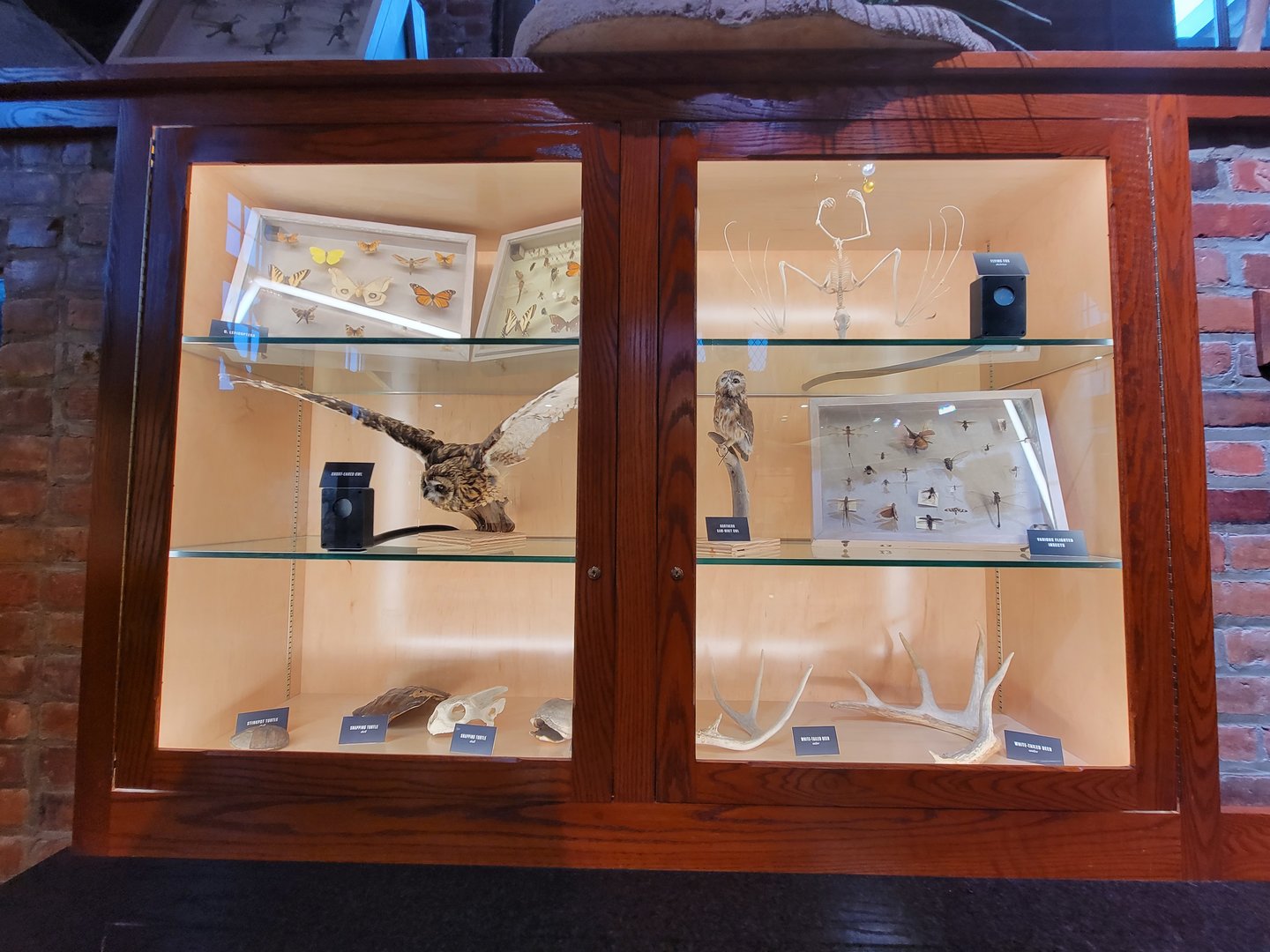 Toledo, Promedica Museum - Nature in Hand, various native species