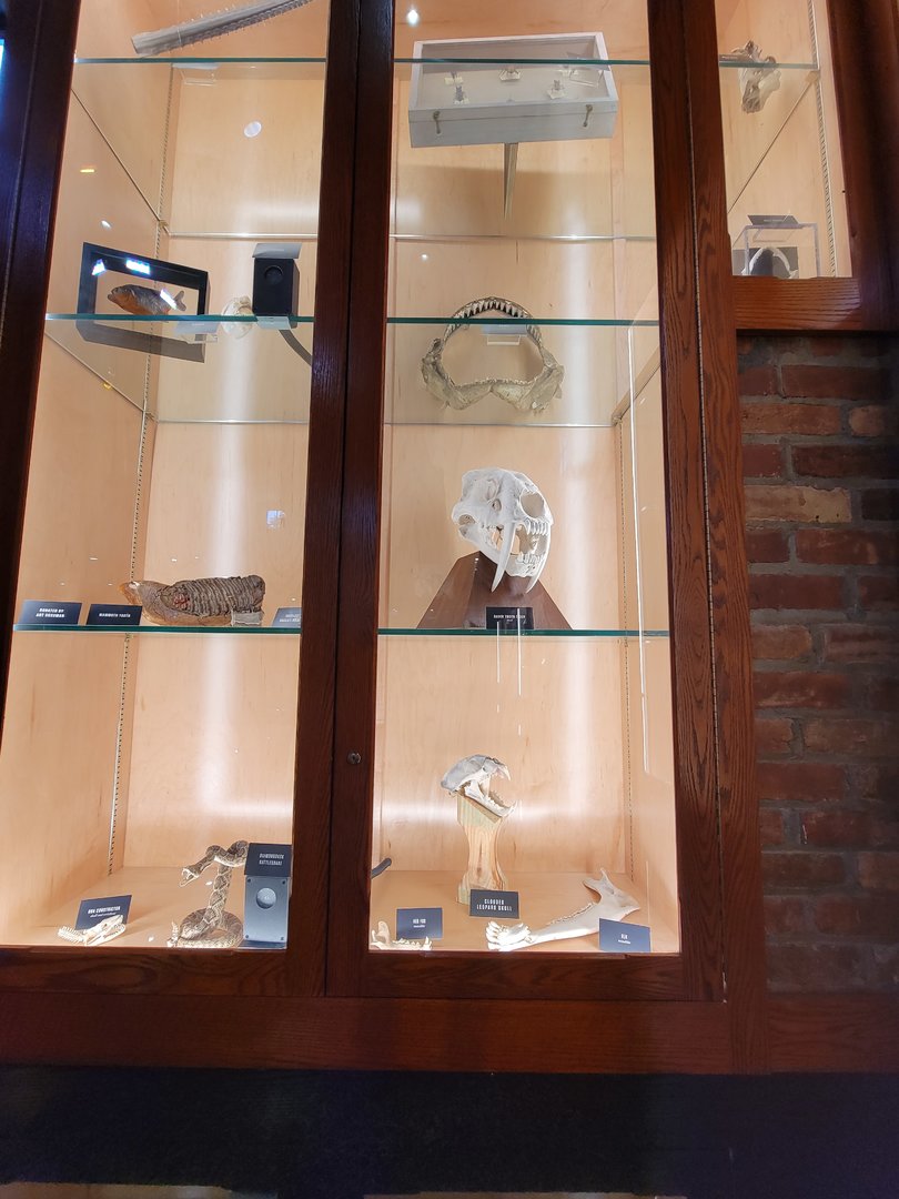 Toledo, Promedica Museum - Nature in Hand, various pieces, including sabre-toothed tiger skull