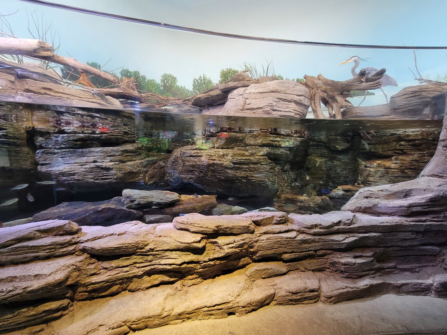 Toledo, Promedica Museum - Rivers & Streams, Eastern hellbender tank