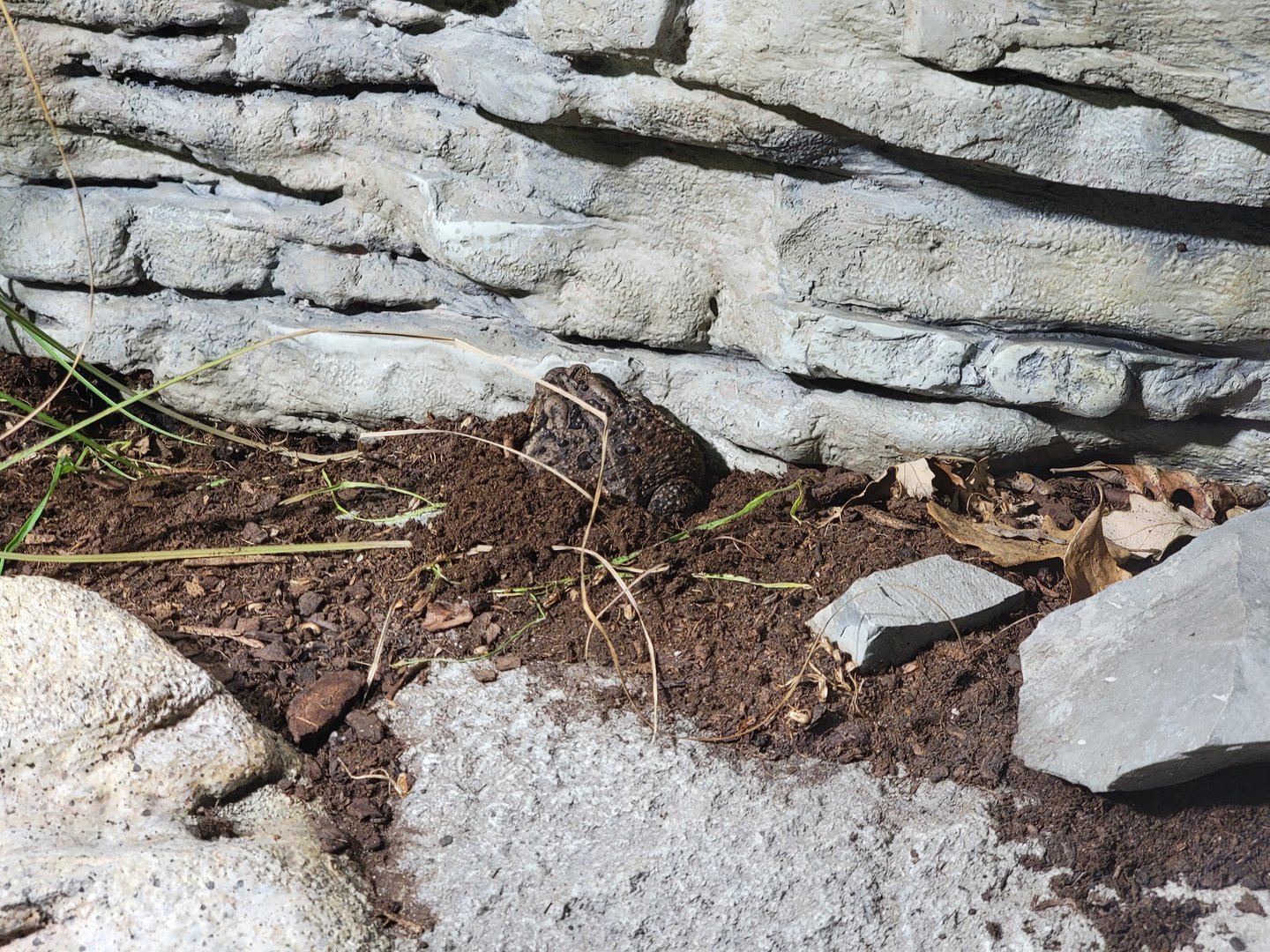 Toledo, Promedica Museum - Rivers & Streams, Fowler's toad (?)