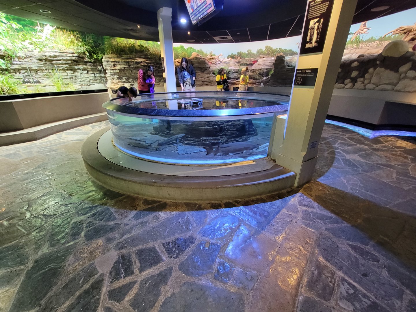 Toledo, Promedica Museum - Rivers & Streams, lake sturgeon touch tank