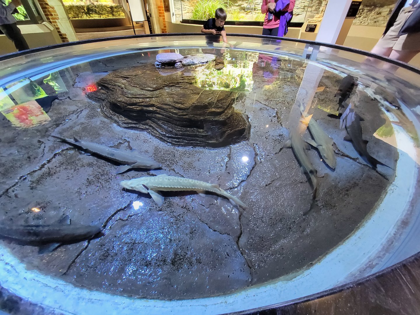 Toledo, Promedica Museum - Rivers & Streams, lake sturgeon touch tank