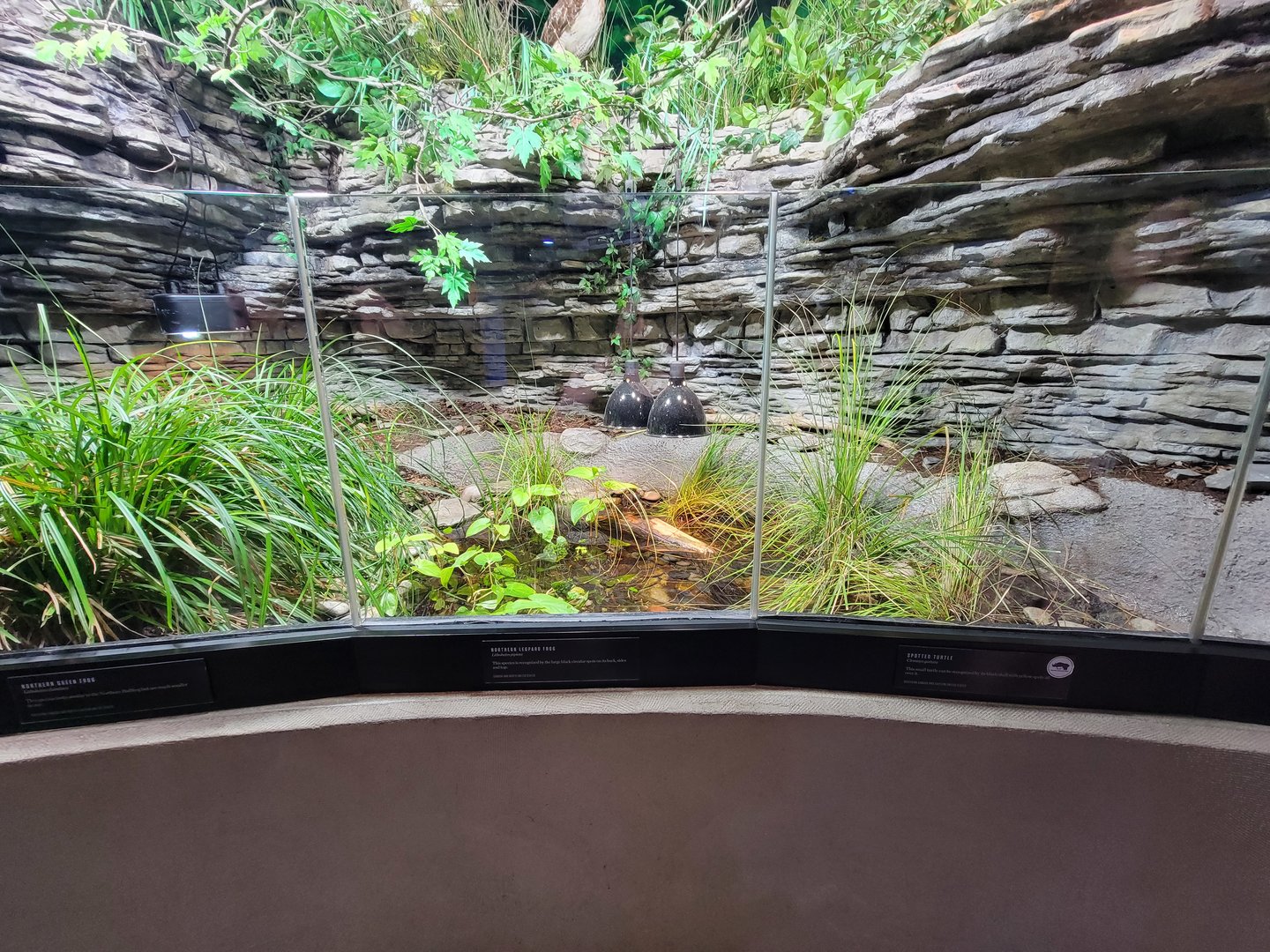 Toledo, Promedica Museum - Rivers & Streams: musk turtle, spotted turtle, northern leopard frog, northern green frog, unsigned Fowler's toad