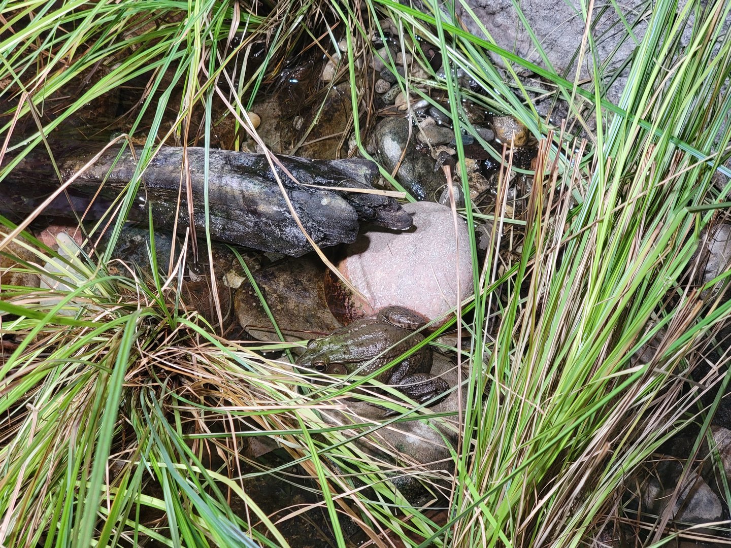 Toledo, Promedica Museum - Rivers & Streams, Northern green frog