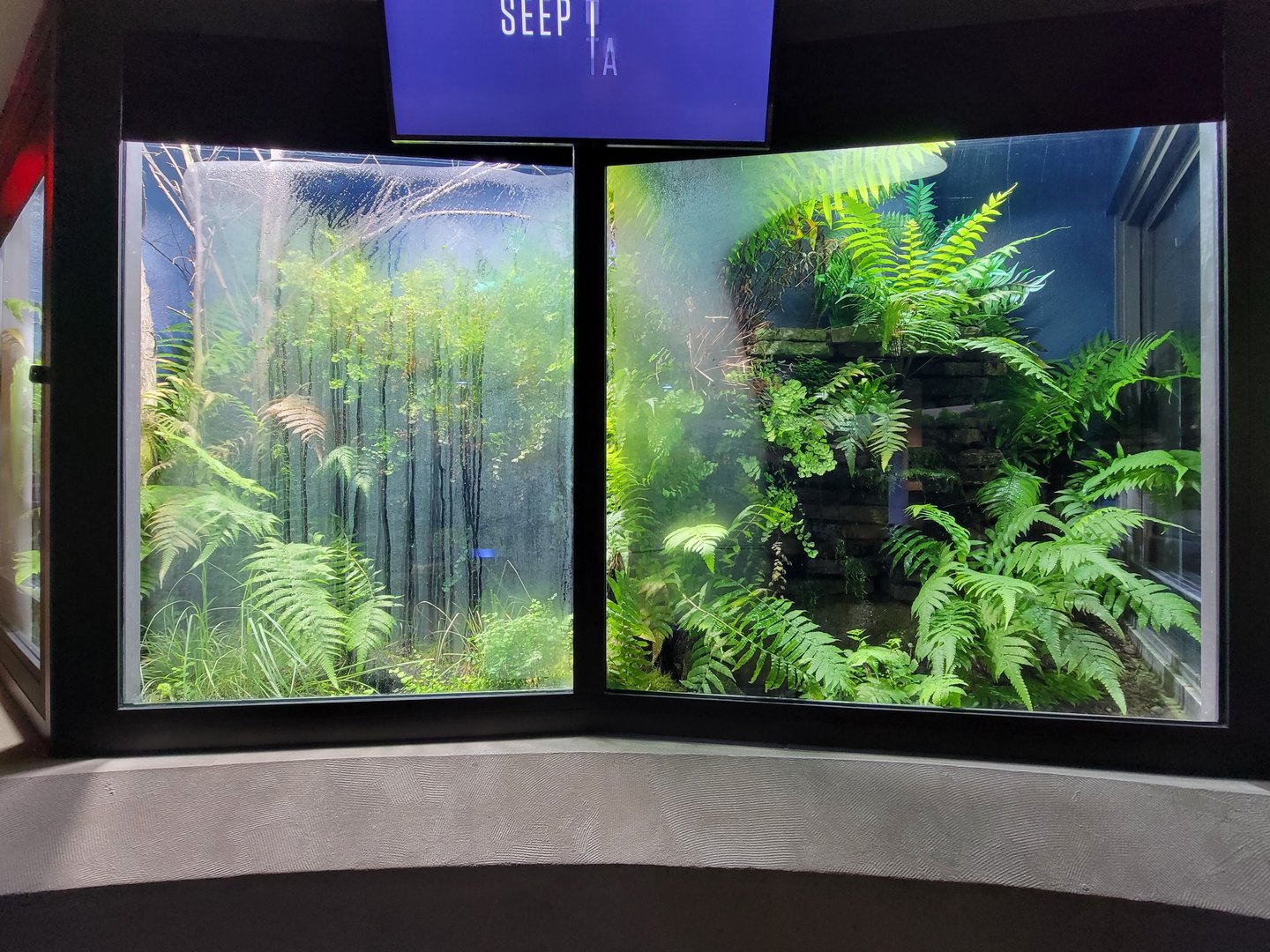 Toledo, Promedica Museum - Rivers & Streams, Pair of salamander exhibits