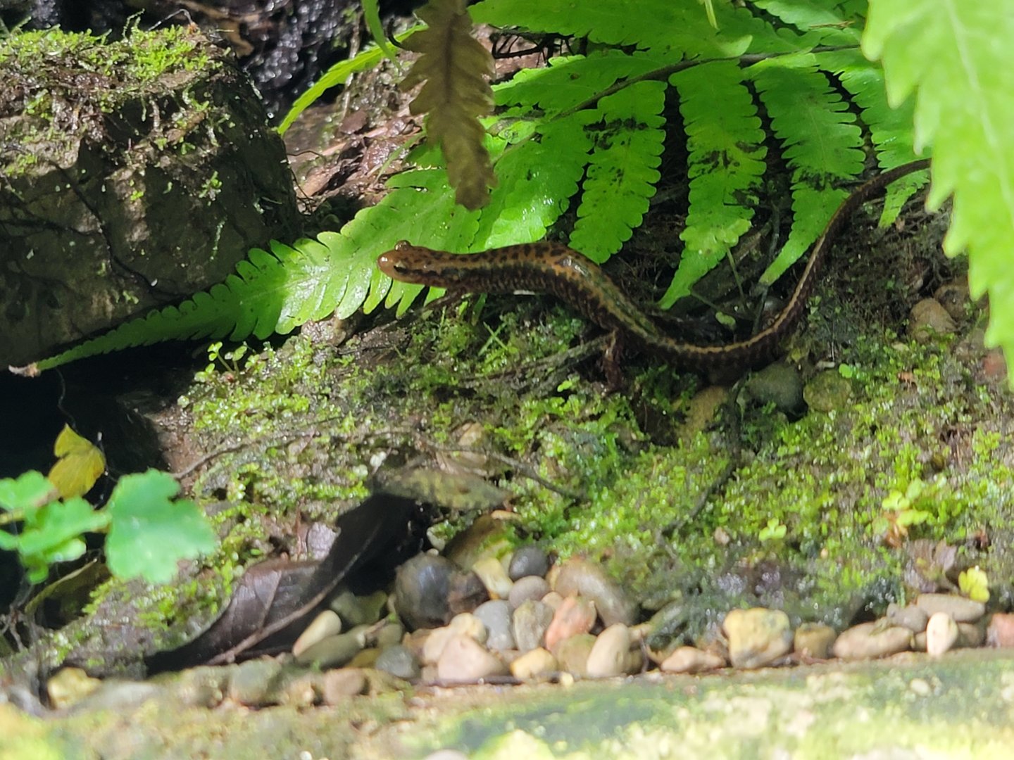 Toledo, Promedica Museum - Rivers & Streams, salamander