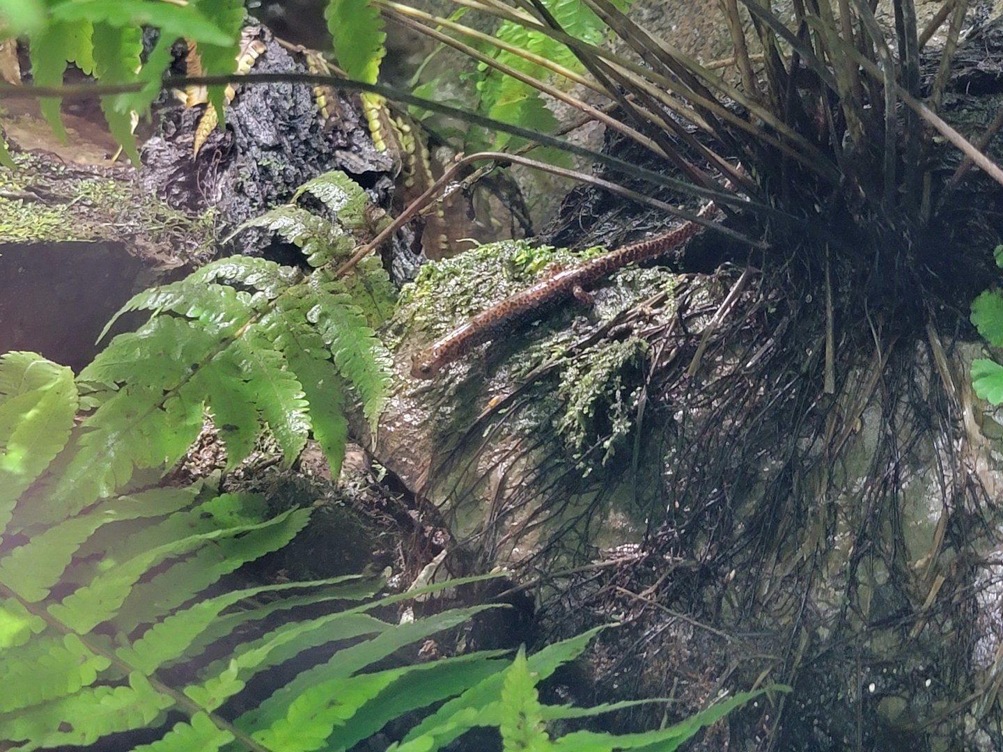 Toledo, Promedica Museum - Rivers & Streams, salamander