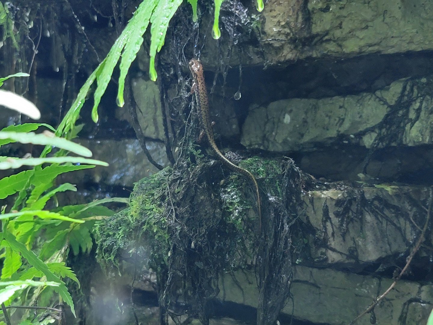Toledo, Promedica Museum - Rivers & Streams, salamander