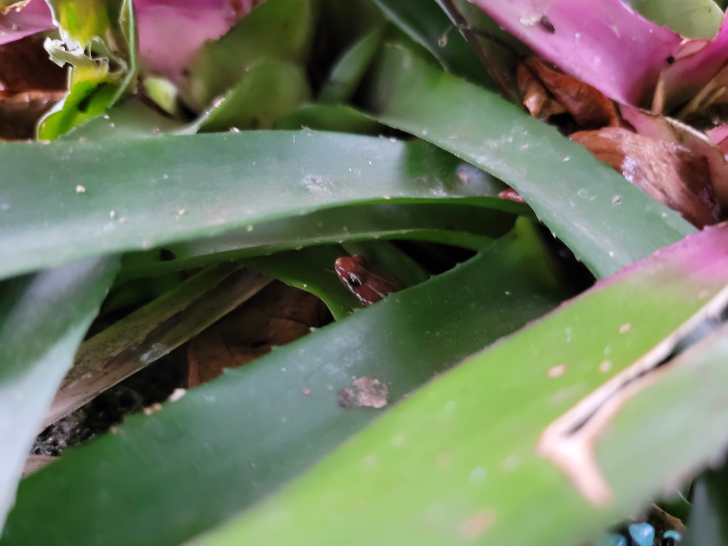 Toledo, Promedica Museum - Tropics, Anthony's PDF