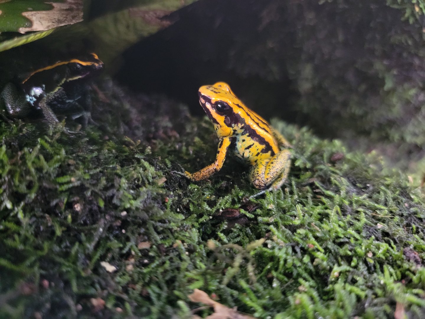 Toledo, Promedica Museum - Tropics, Dyeing PDF on left, Golden x Golfodulcean hybrid in center