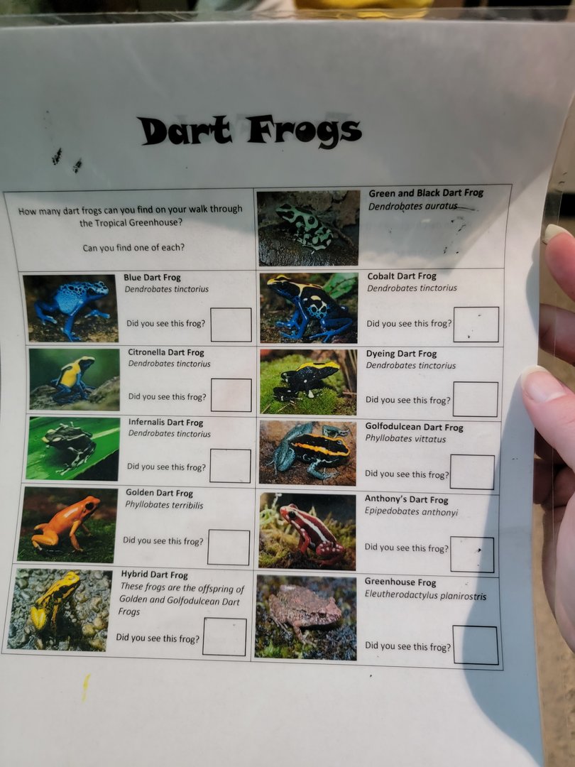 Toledo, Promedica Museum - Tropics frogs list