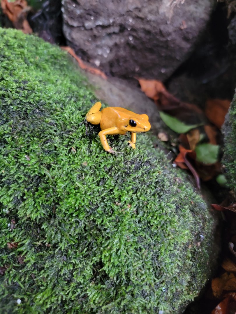Toledo, Promedica Museum - Tropics, Golden Dart Frog