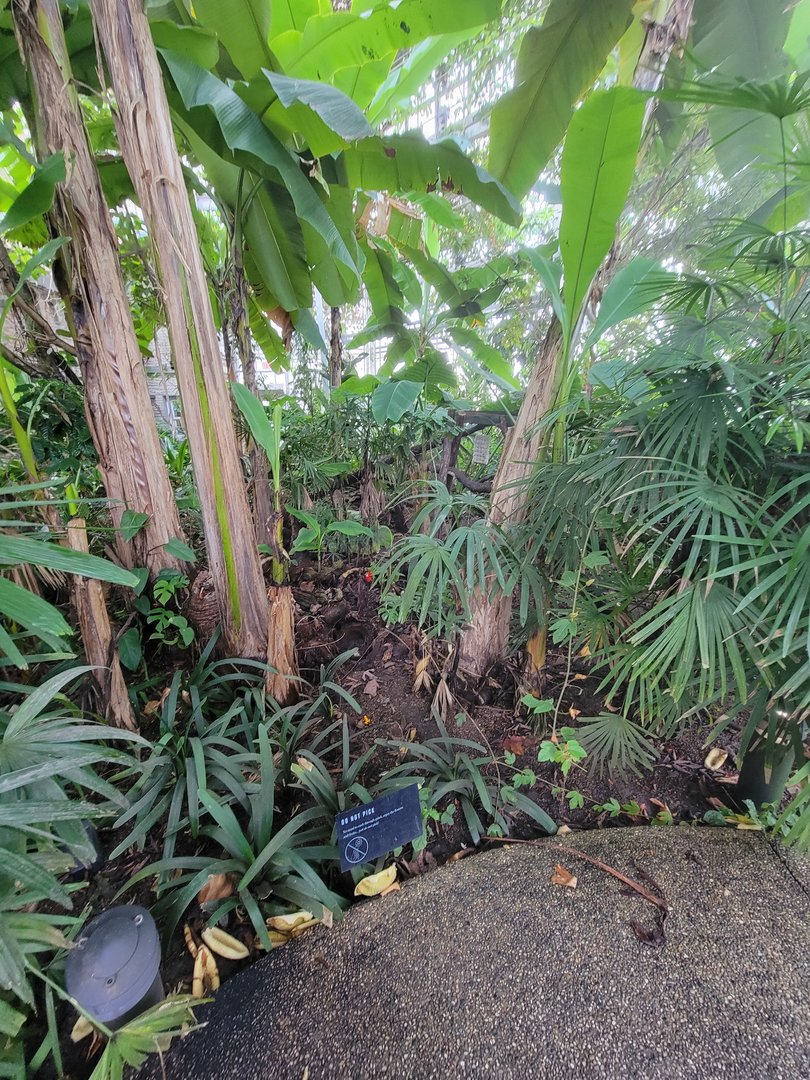 Toledo, Promedica Museum - Tropics, Golden Dart Frogs