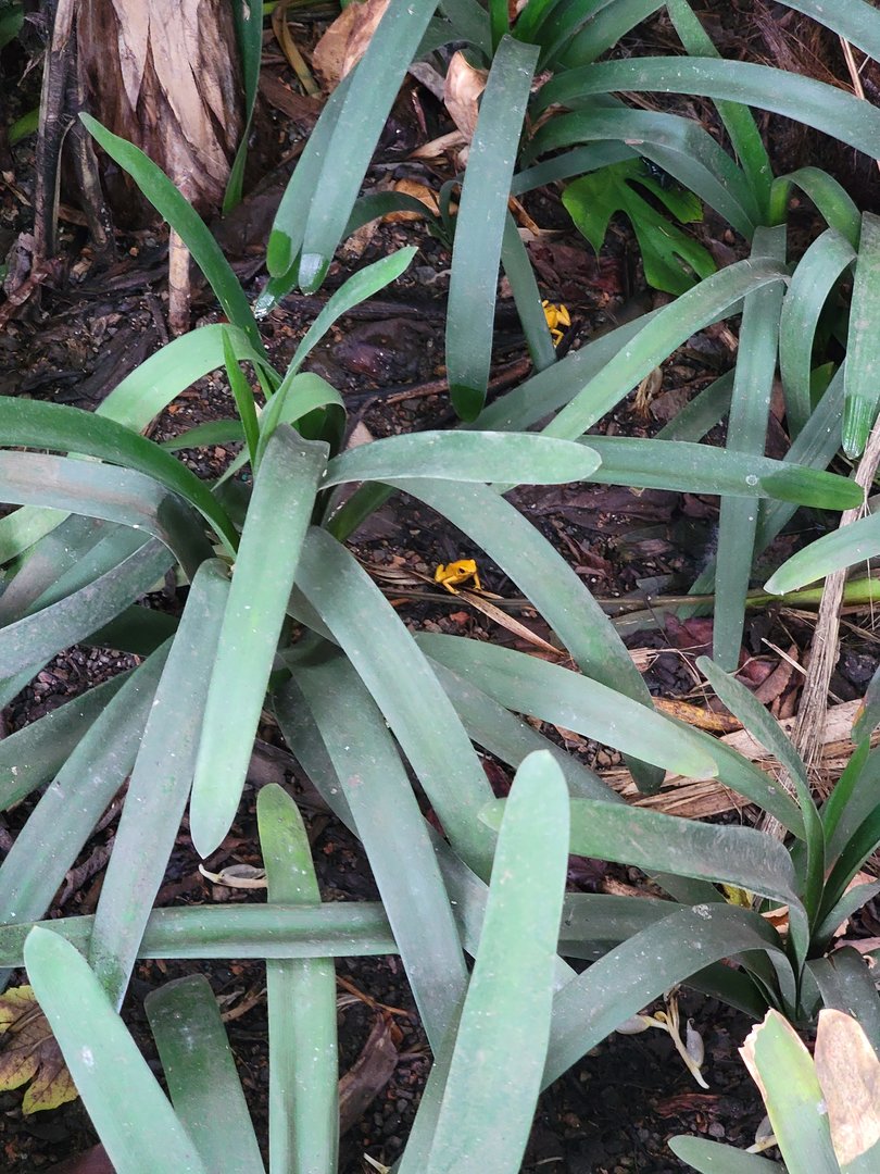 Toledo, Promedica Museum - Tropics, Golden Dart Frogs