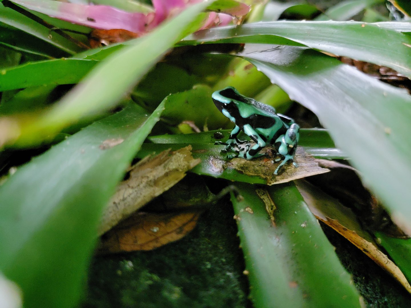 Toledo, Promedica Museum - Tropics, Green and Black PDF