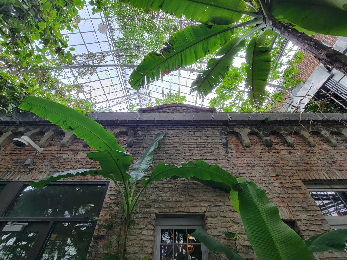 Toledo, Promedica Museum - Tropics, looking up