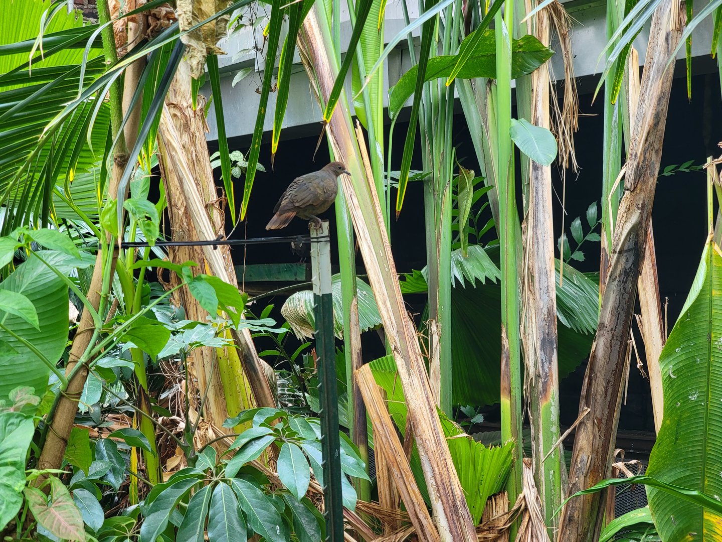 Toledo, Promedica Museum - Tropics, upstairs, white-throated ground dove