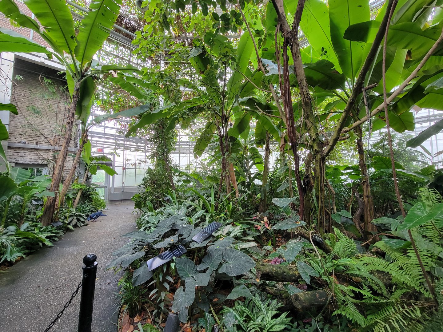 Toledo, Promedica Museum - Tropics, Victoria Crowned Pigeon (saw 3)