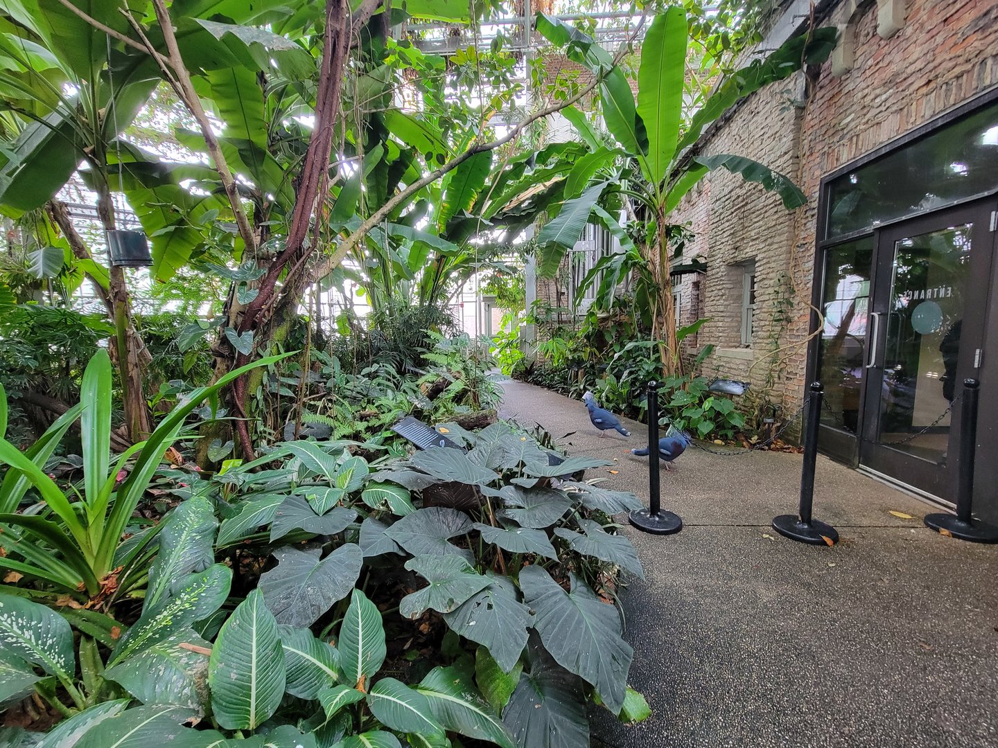 Toledo, Promedica Museum - Tropics, Victoria Crowned Pigeons