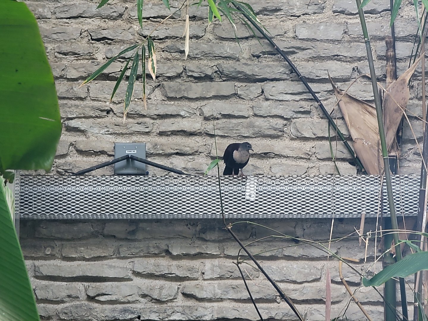 Toledo, Promedica Museum - Tropics, White-throated Ground Dove