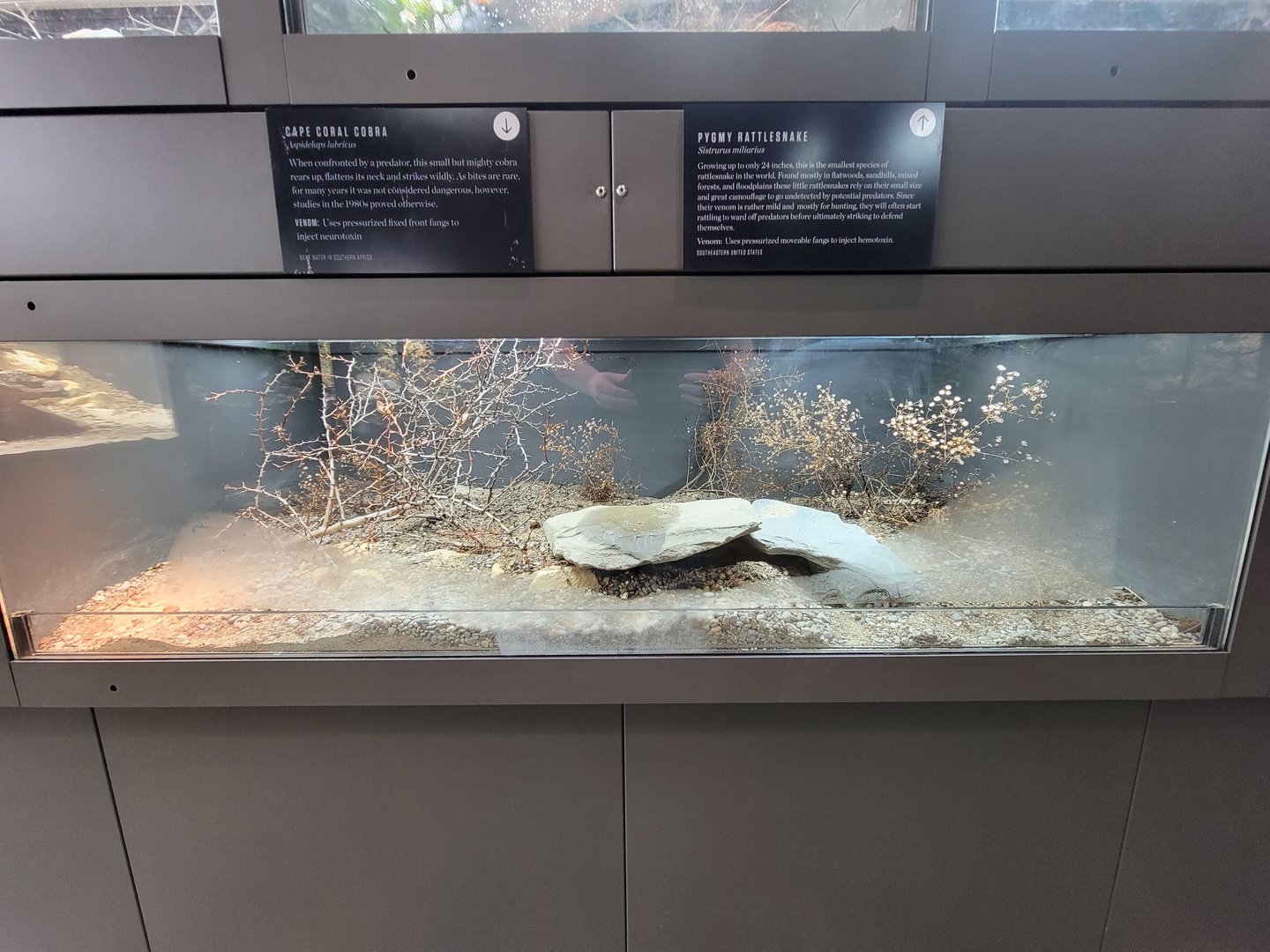 Toledo, Promedica Museum - Venomous Snakes, Cape coral cobra, Aspidelaps lubricus