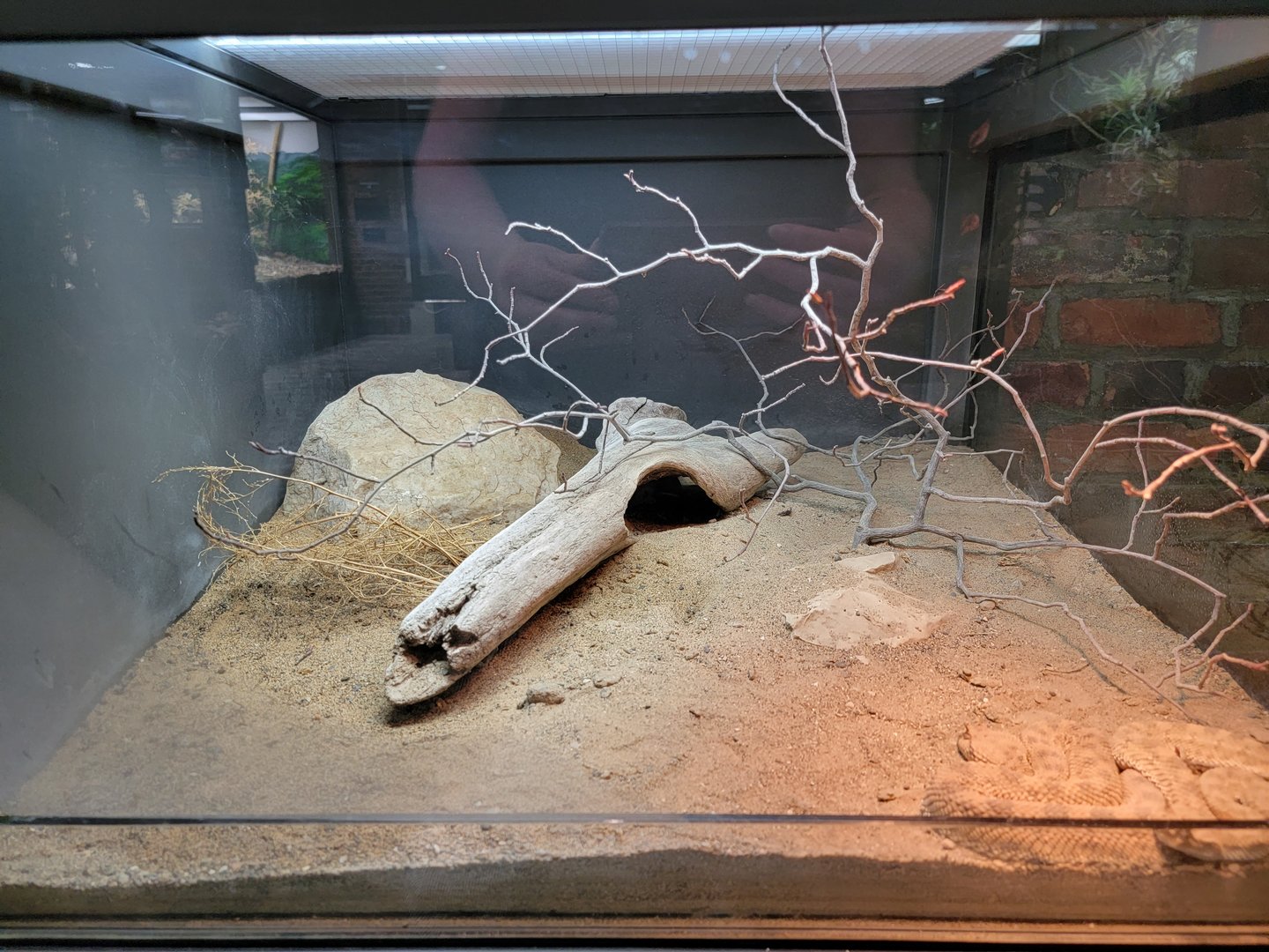 Toledo, Promedica Museum - Venomous Snakes, Desert horned viper, Cerastes cerastes