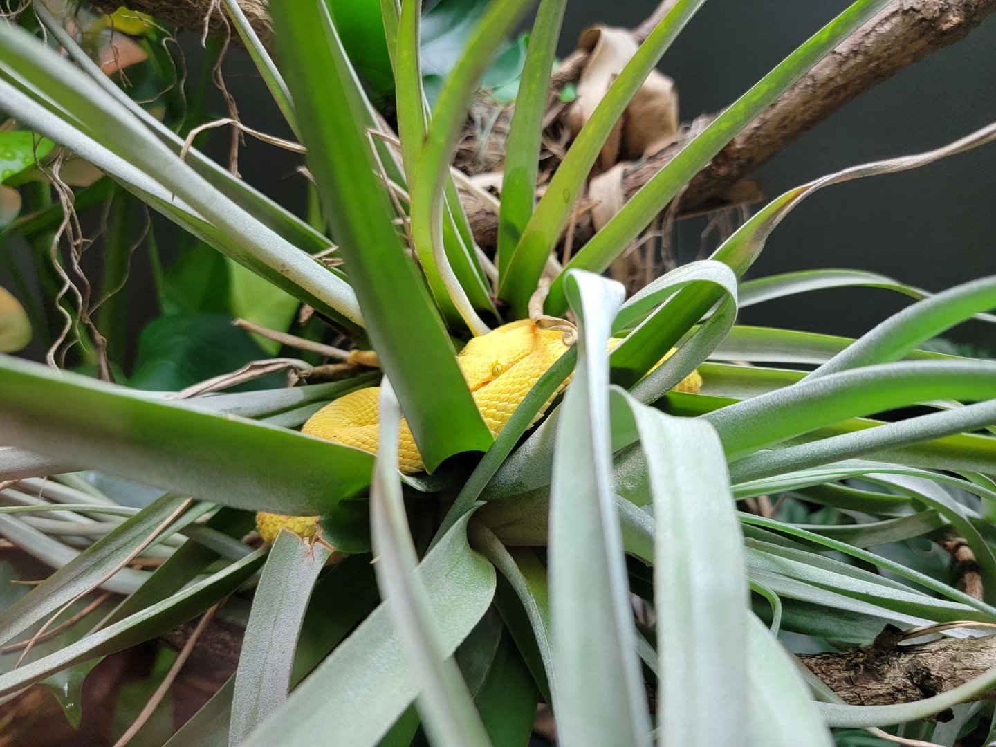 Toledo, Promedica Museum - Venomous Snakes, Eyelash pit viper, Bothriechis schlegelii