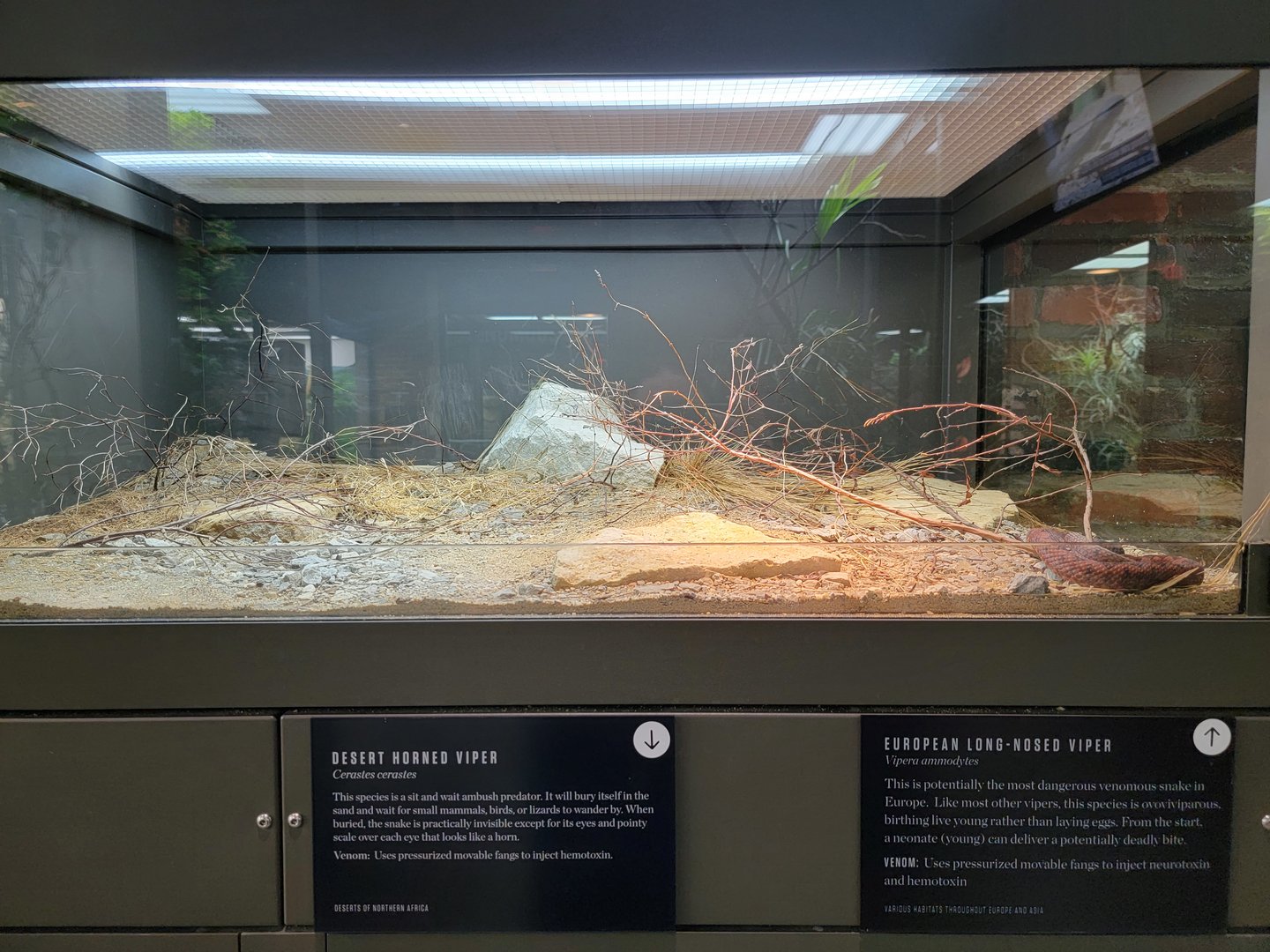 Toledo, Promedica Museum - Venomous Snakes, Horned viper / European long-nosed viper, Vipera ammodytes