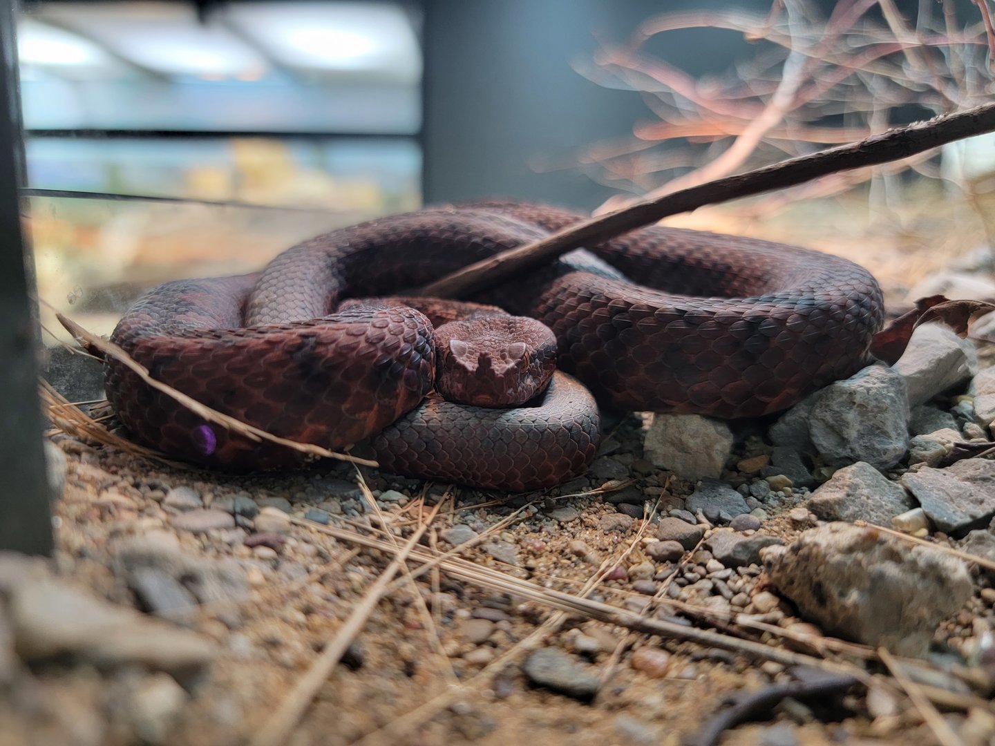 Toledo, Promedica Museum - Venomous Snakes, Horned viper / European long-nosed viper, Vipera ammodytes