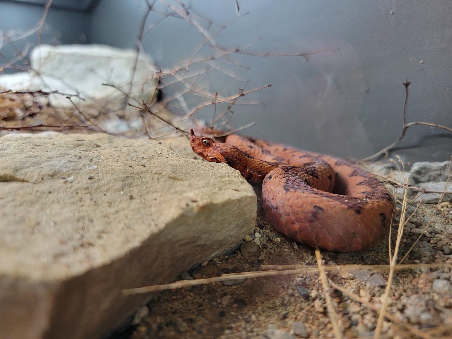 Toledo, Promedica Museum - Venomous Snakes, Horned viper / European long-nosed viper, Vipera ammodytes
