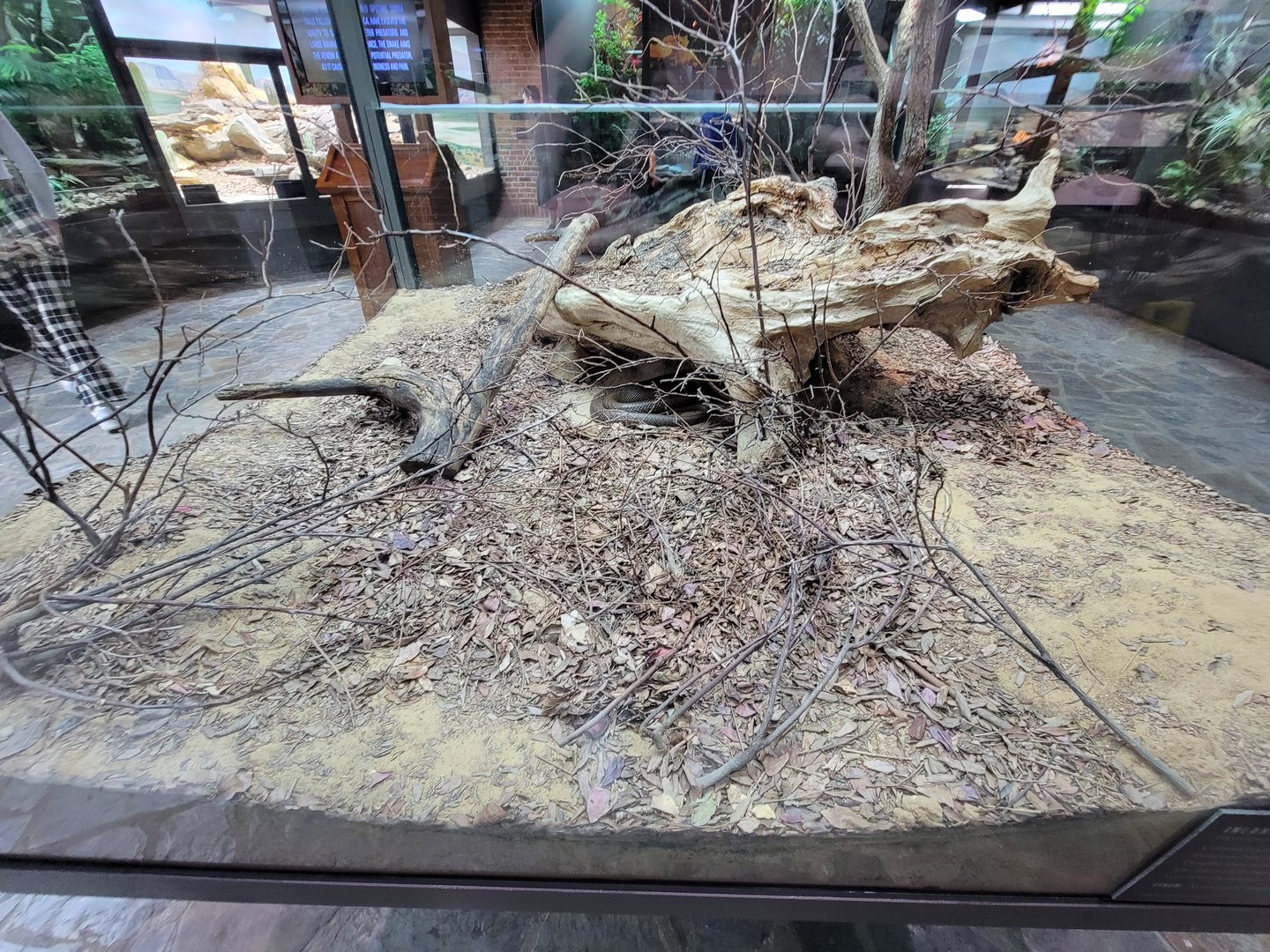 Toledo, Promedica Museum - Venomous Snakes, Inland taipan, Oxyuranus microlepidotus