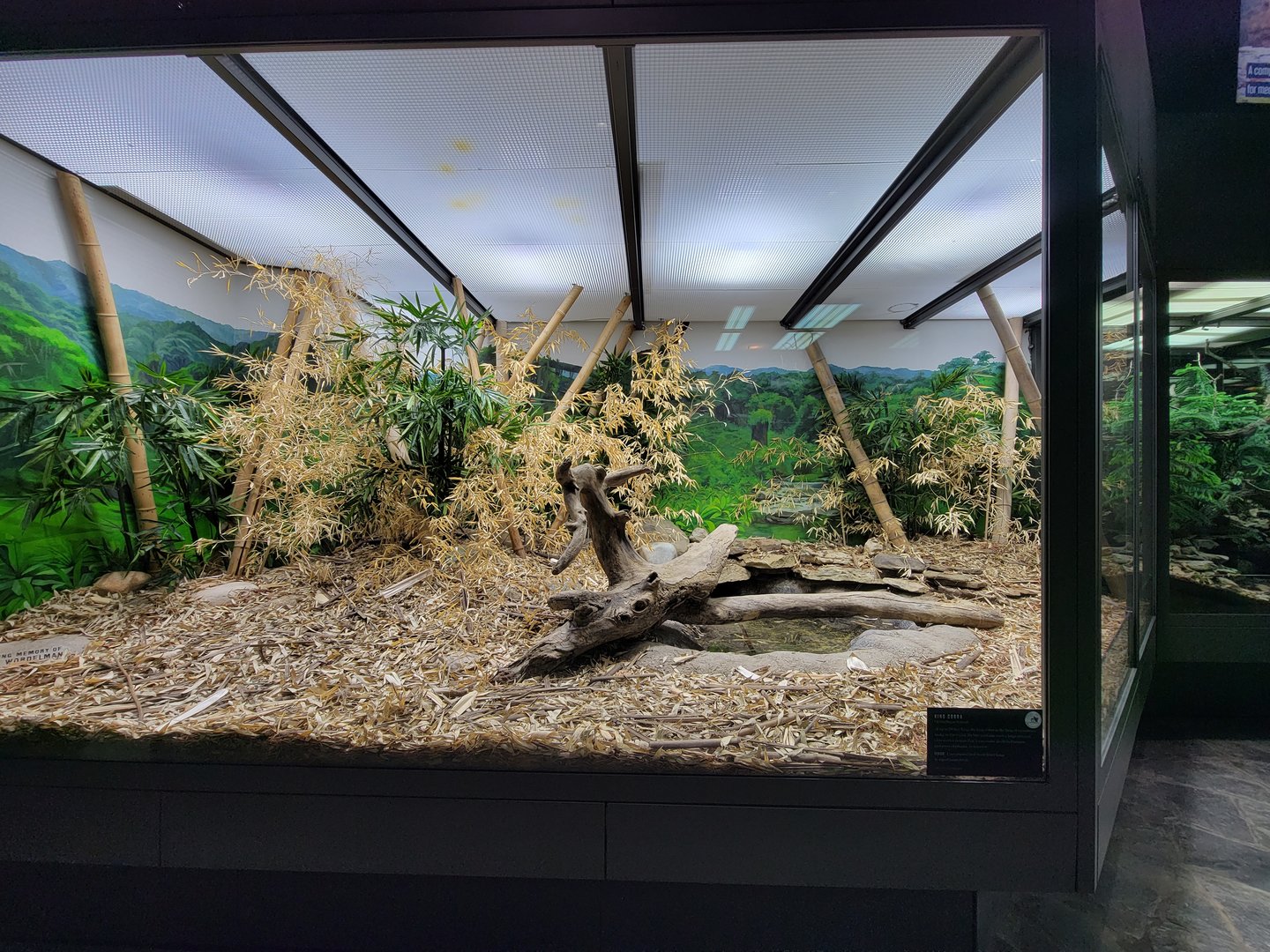 Toledo, Promedica Museum - Venomous Snakes, King cobra, Ophiophagus hannah