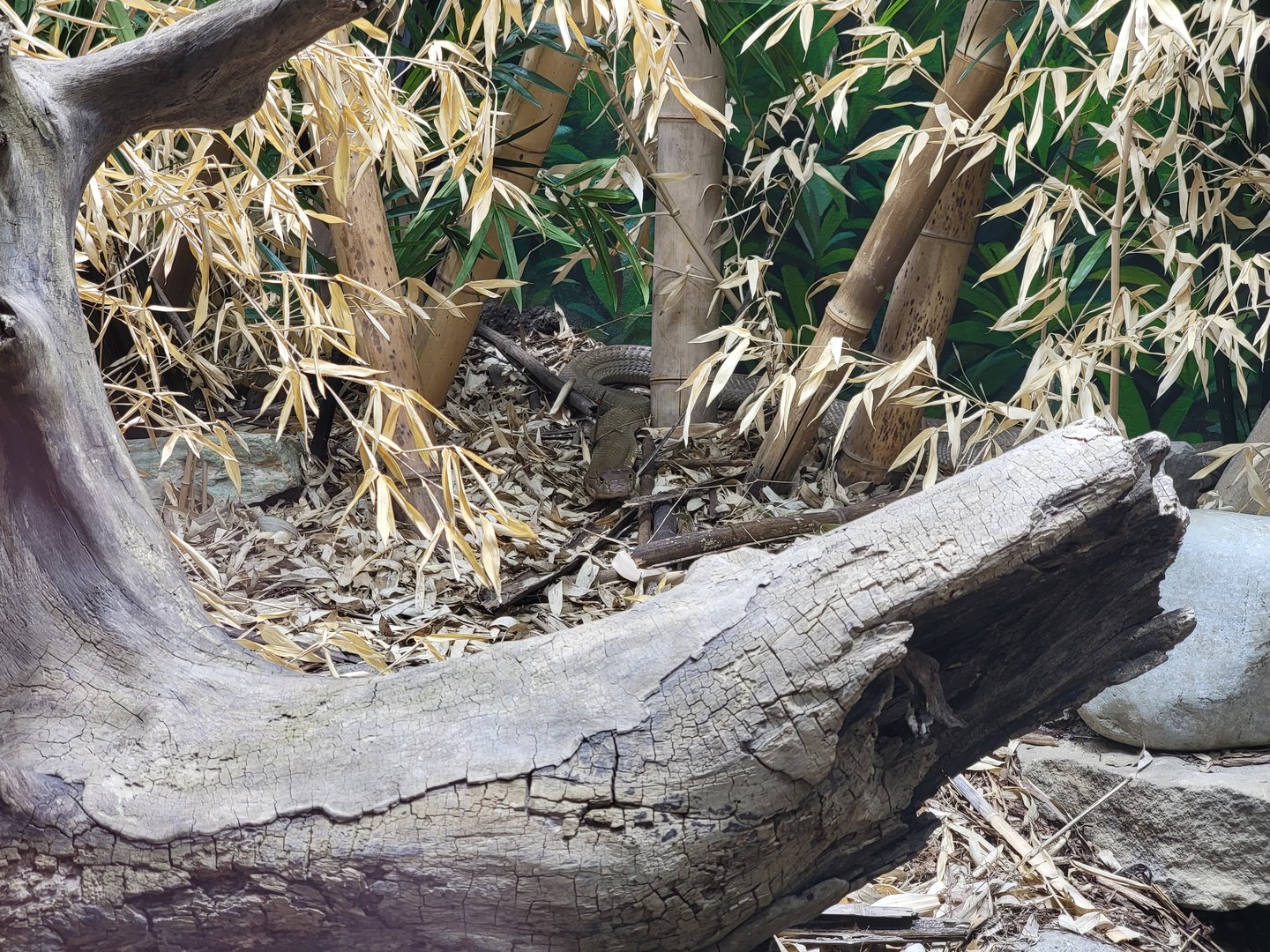 Toledo, Promedica Museum - Venomous Snakes, King cobra, Ophiophagus hannah