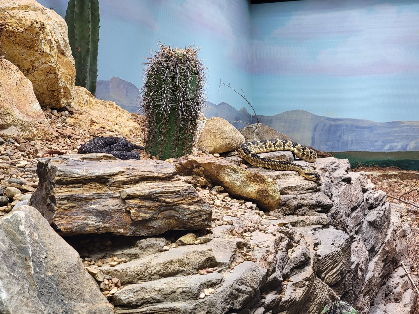 Toledo, Promedica Museum - Venomous Snakes, Large rattlesnake exhibit, Arizona black rattlesnake and Black-tailed rattlesnake