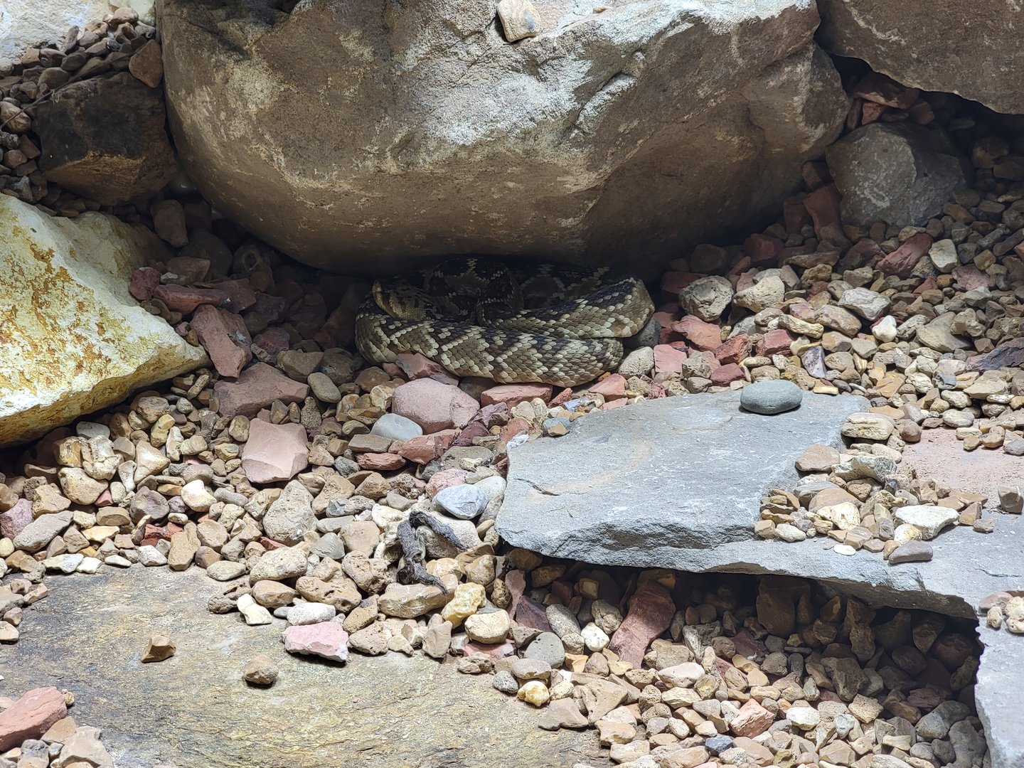 Toledo, Promedica Museum - Venomous Snakes, Large rattlesnake exhibit, Black-tailed rattlesnake