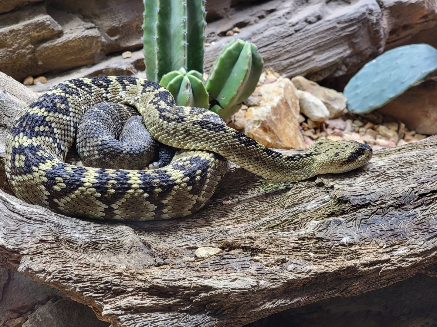 Toledo, Promedica Museum - Venomous Snakes, Large rattlesnake exhibit, Black-tailed rattlesnake