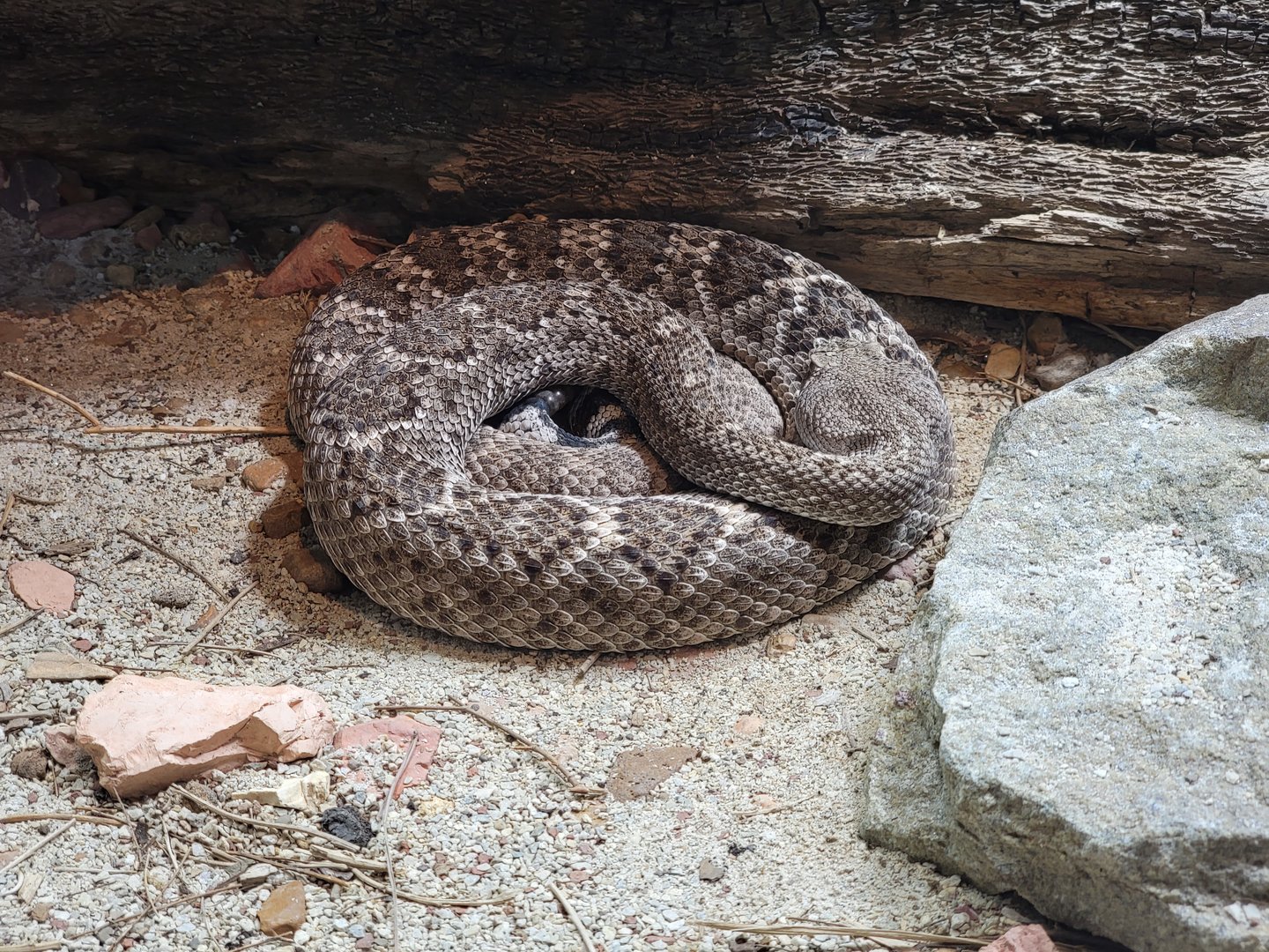 Toledo, Promedica Museum - Venomous Snakes, Large rattlesnake exhibit, Western diamondback rattlesnake